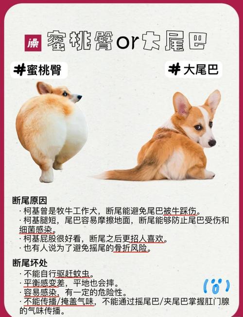包含柯打一生肖动物的词条