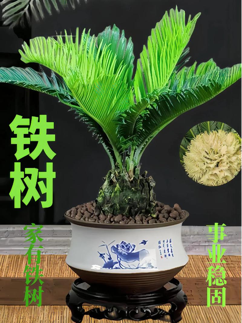 铁树本期开金花是什么生肖动物_铁树本期开金花是什么生肖动物答案