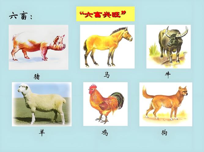 今期猪马牛出特打一准确动物_今期六畜继续开,牛马鸡羊又出来