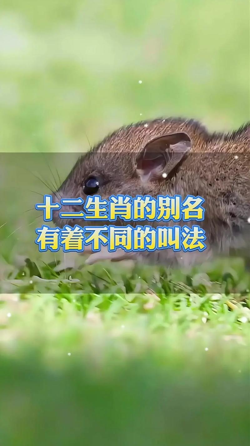 什么生肖最长寿指什么生肖_十二生肖最长寿的动物是什么动物
