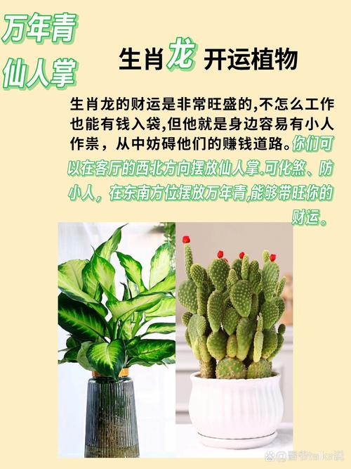 什么生肖最旺蛇兔_什么生肖最旺蛇兔的人