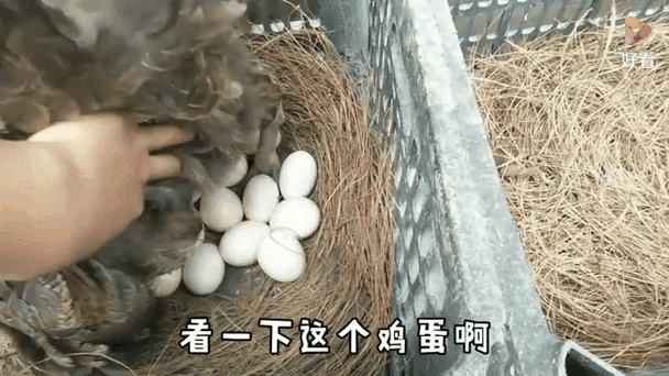 母鸡抱窝最多放几个蛋_母鸡抱窝最多放几个蛋放多了抱不到怎么办