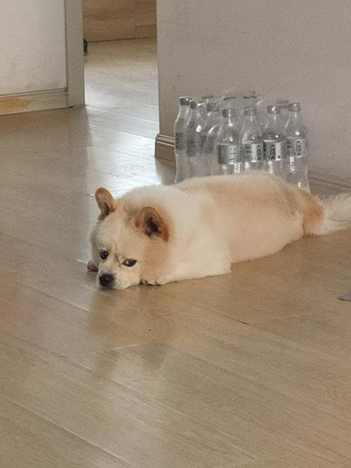 缩手缩脚打一生肖动物_缩手缩脚是褒义词还是贬义词
