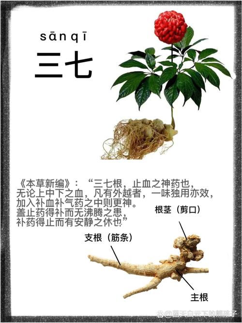 三七今期正确答案动物_今期生肖三七加打一数字