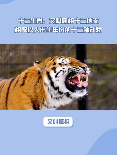 “似曾相识姐妹花”打一动物生肖的简单介绍