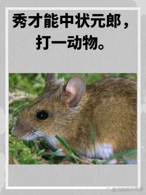 今期生肖在两头打一正确答案_今期生肖在两头一一三三可相寻打一