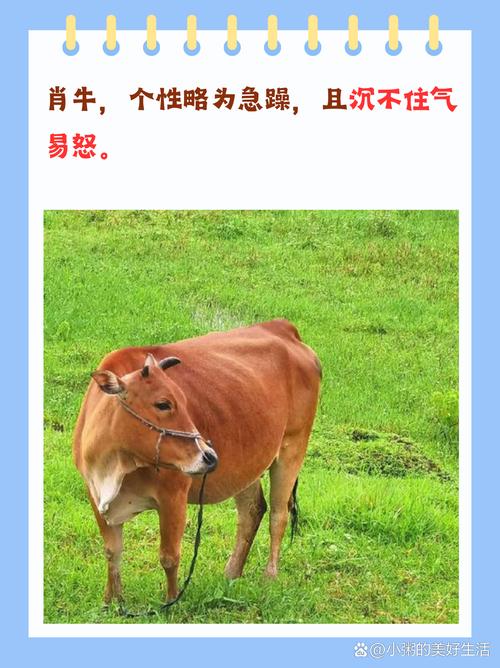 总是若灌心头惊打一生肖_总是苦灌心头惊是什么动物