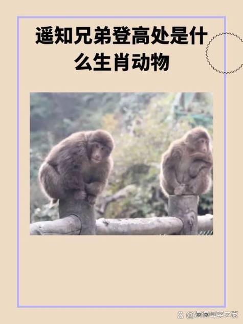 今期单数必定开是什么动物_今期单数必定发指的是什么生肖