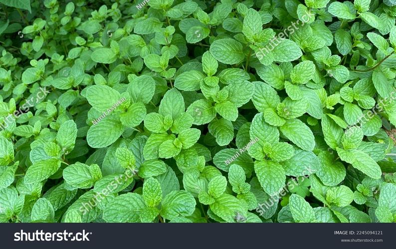 pepper_peppermint
