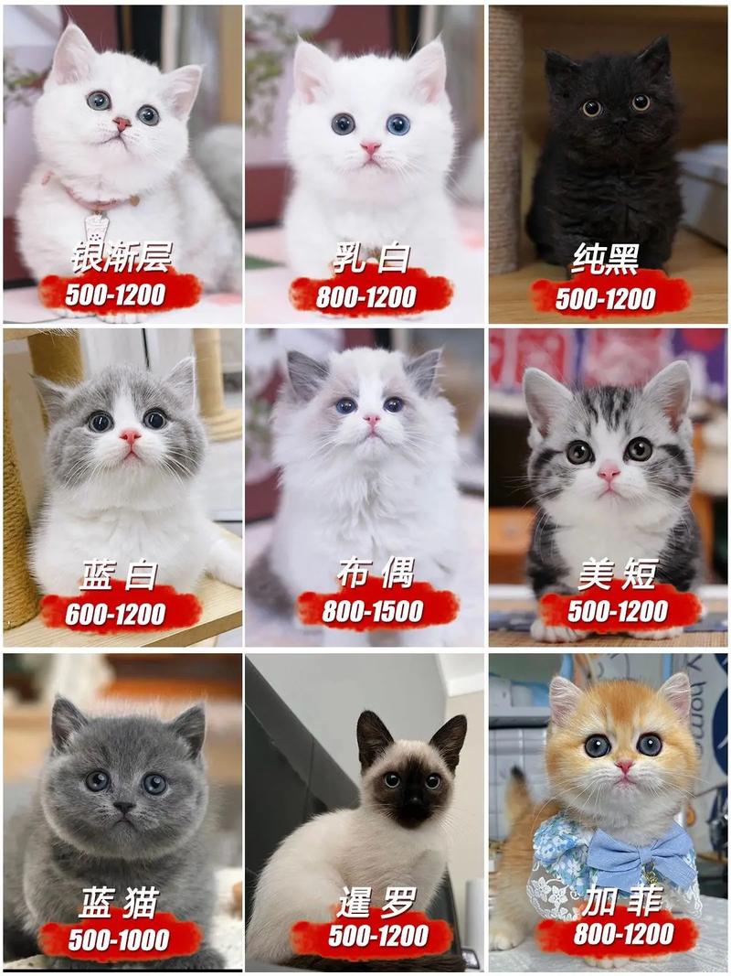 波欧猫_波欧猫多少钱
