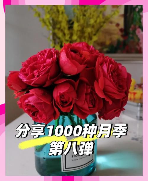 卡罗拉_卡罗拉月季