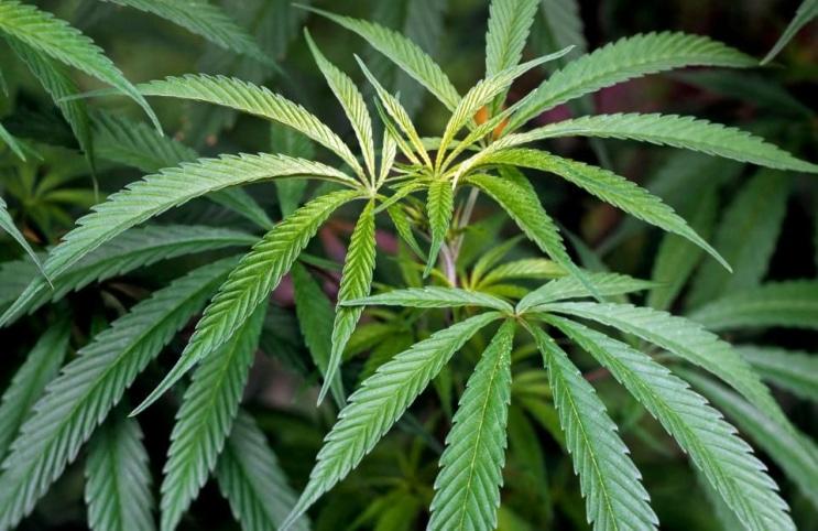hemp_hemp是什么意思