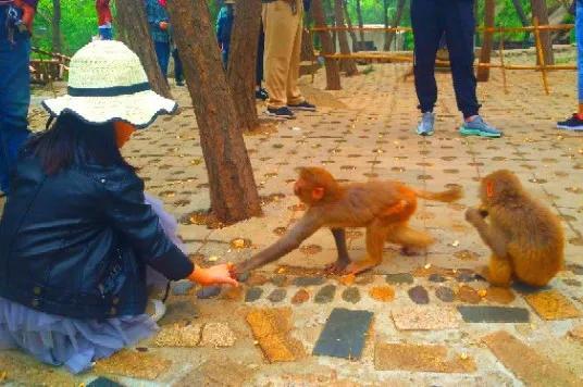 [花果山电报猴原声视频]花果山电报猿没消音视频