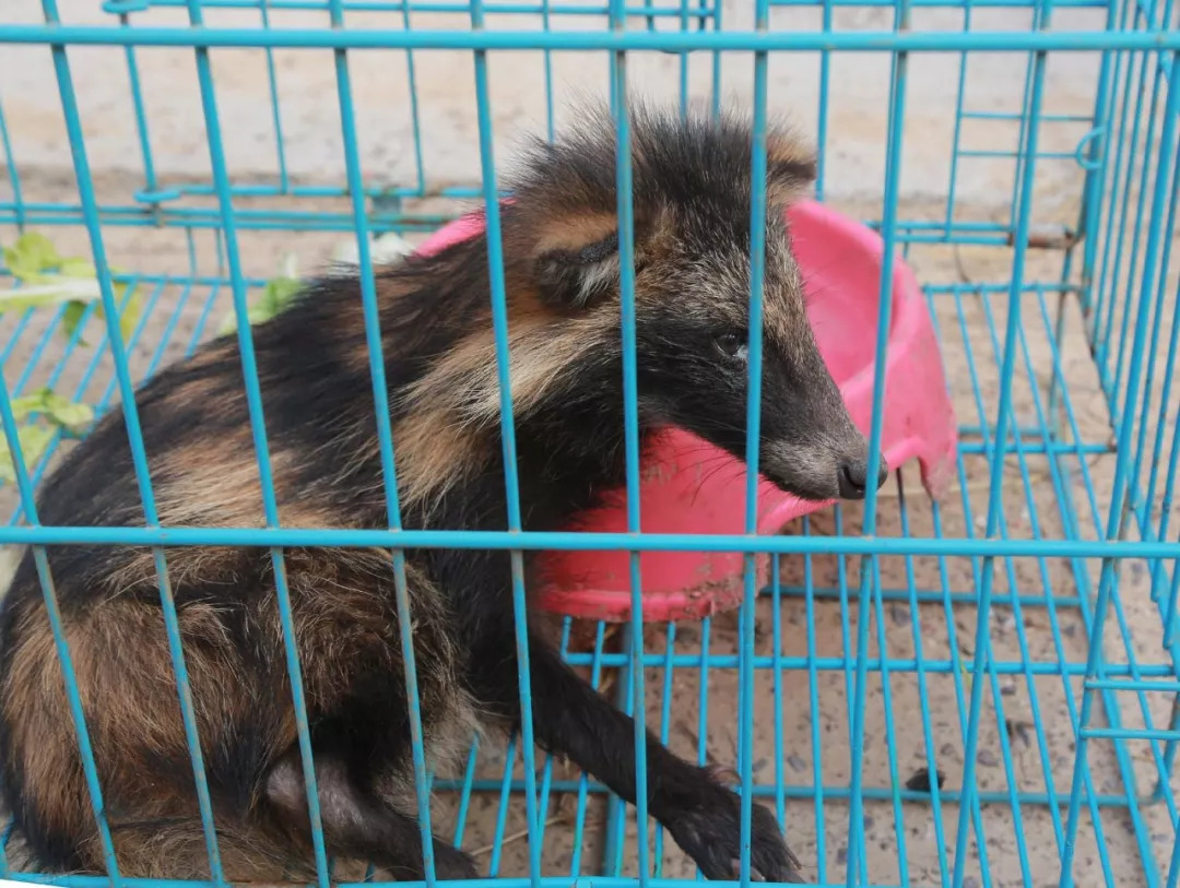 [狐狸多开安全吗]狐狸多开是干嘛的