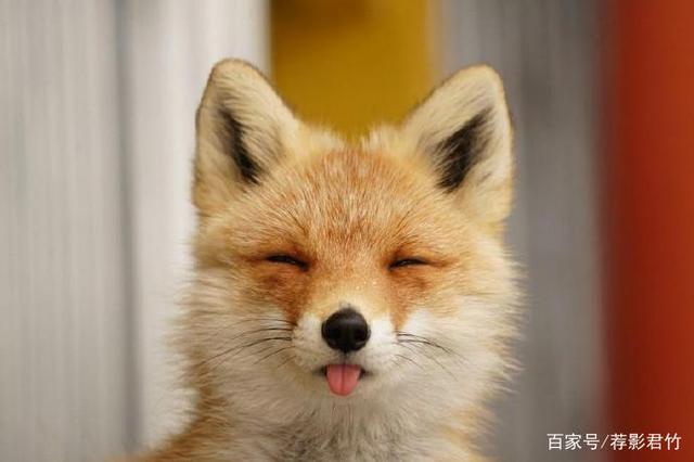 [小狐狸]小狐狸现在改名叫什么