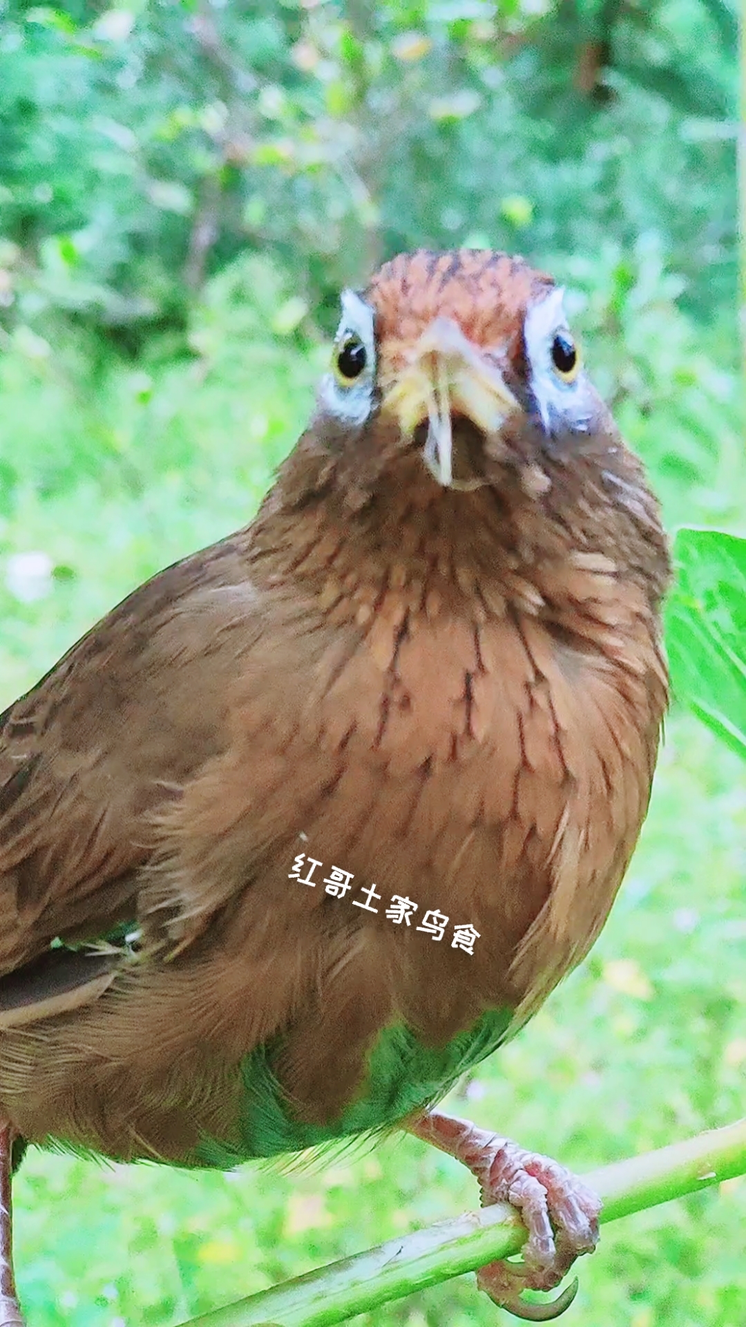 母画眉鸟发电报的声音-母画眉鸟发电报声音 滴滴滴
