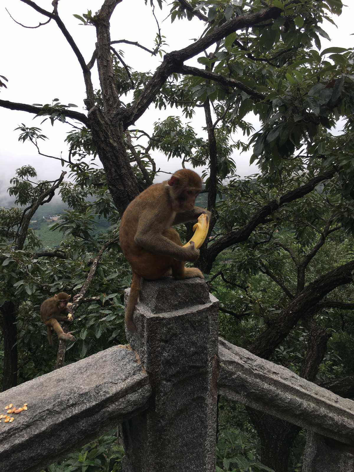 花果山电报猴视频-花果山电报侯原视频