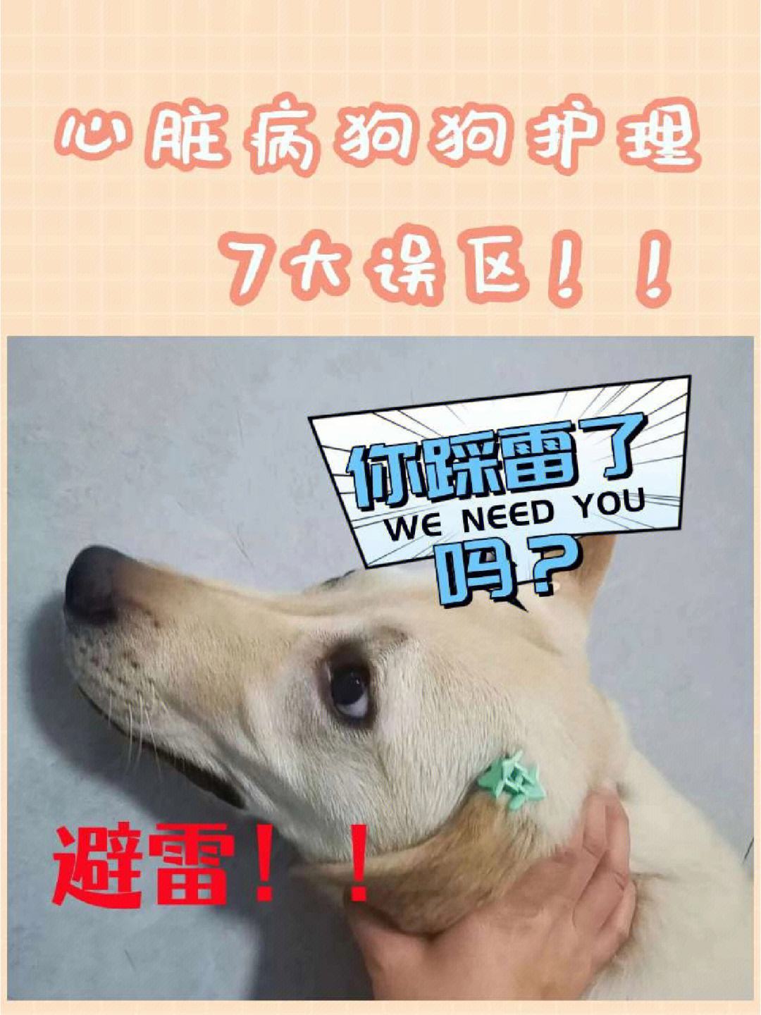 狗急加速破解教程-狗急加速器app破解版