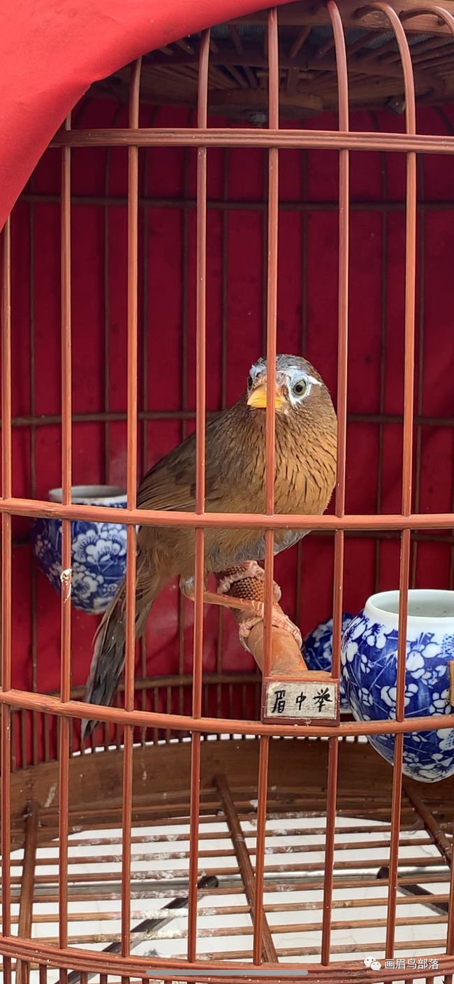 画眉母鸟电报声音-画眉母鸟发电报声音