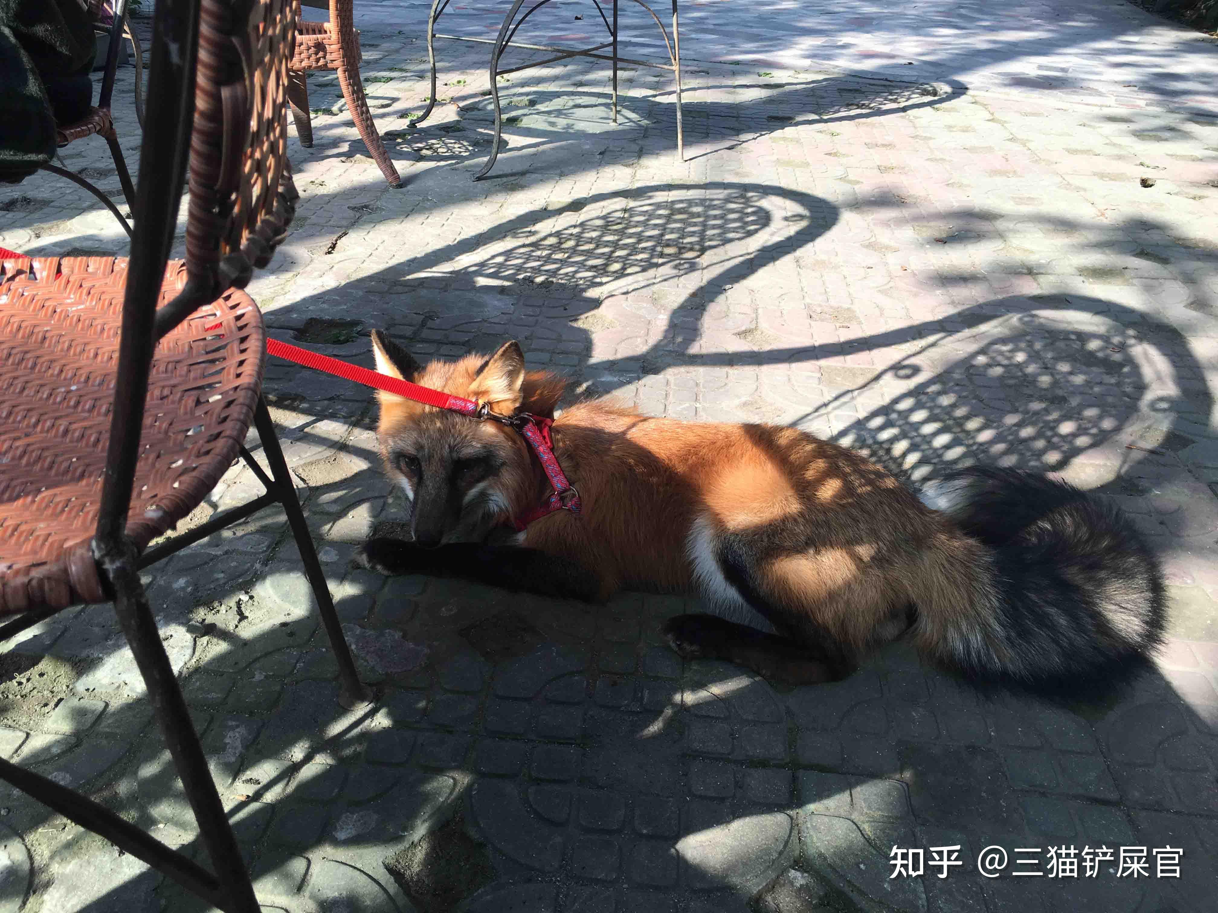 红狐小狐狸-红狐狸感到狂热