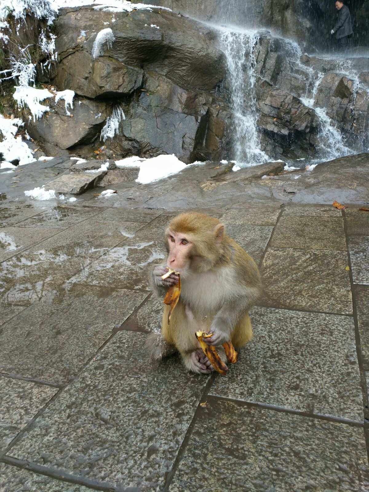 包含电报猴在哪里可以听的词条