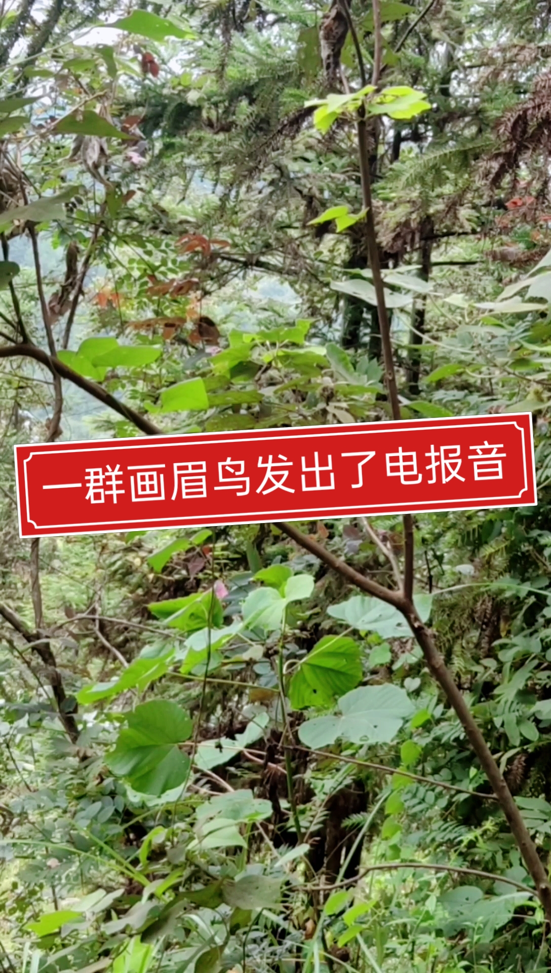 电报声音骂人-电报声音mp3
