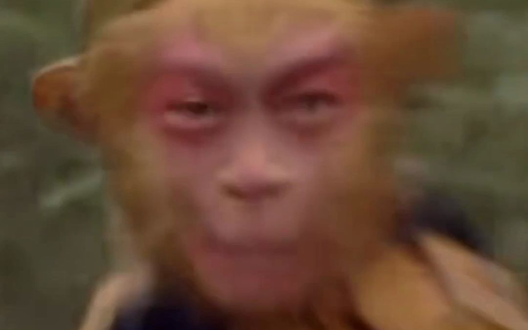 包含电报猴是什么梗的词条