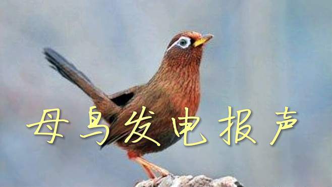 画眉母鸟发出电报声,母画眉发电报声mp3
