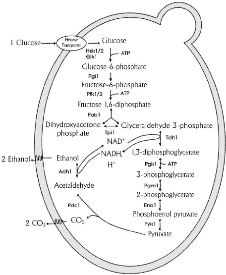 ethanol和alcohol,Ethanol和Alcohol有什么区别