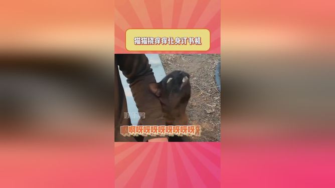 包含电报猴网易原视频的词条