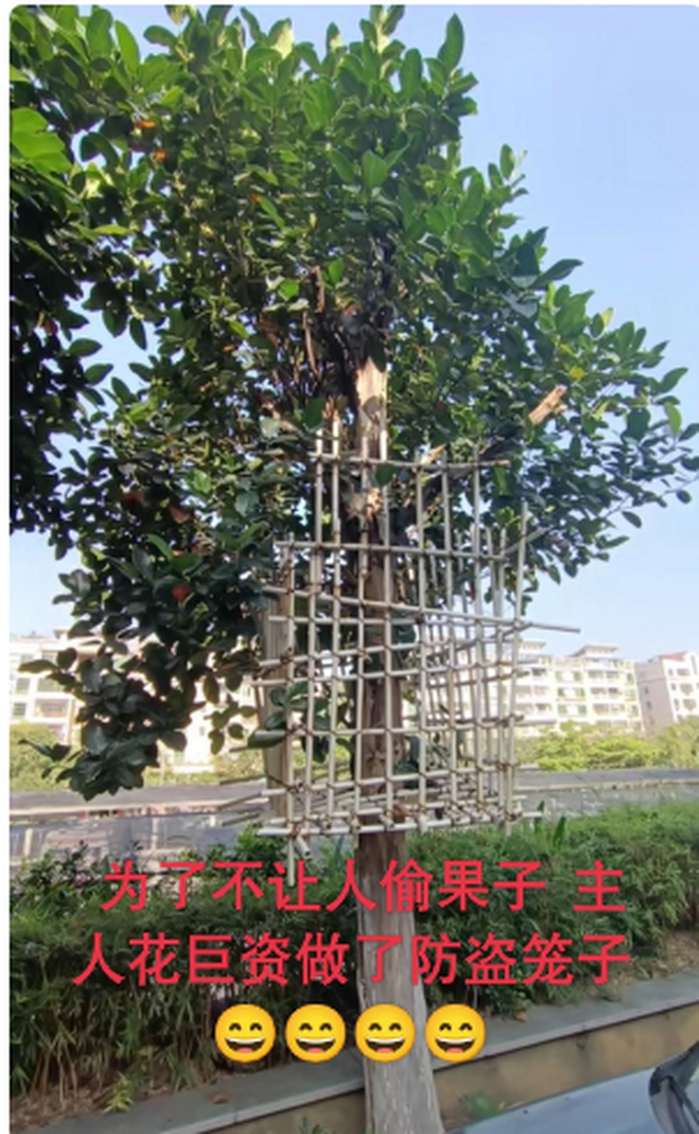 贴吧说的梯子是什么意思_贴吧说的梯子是什么意思啊