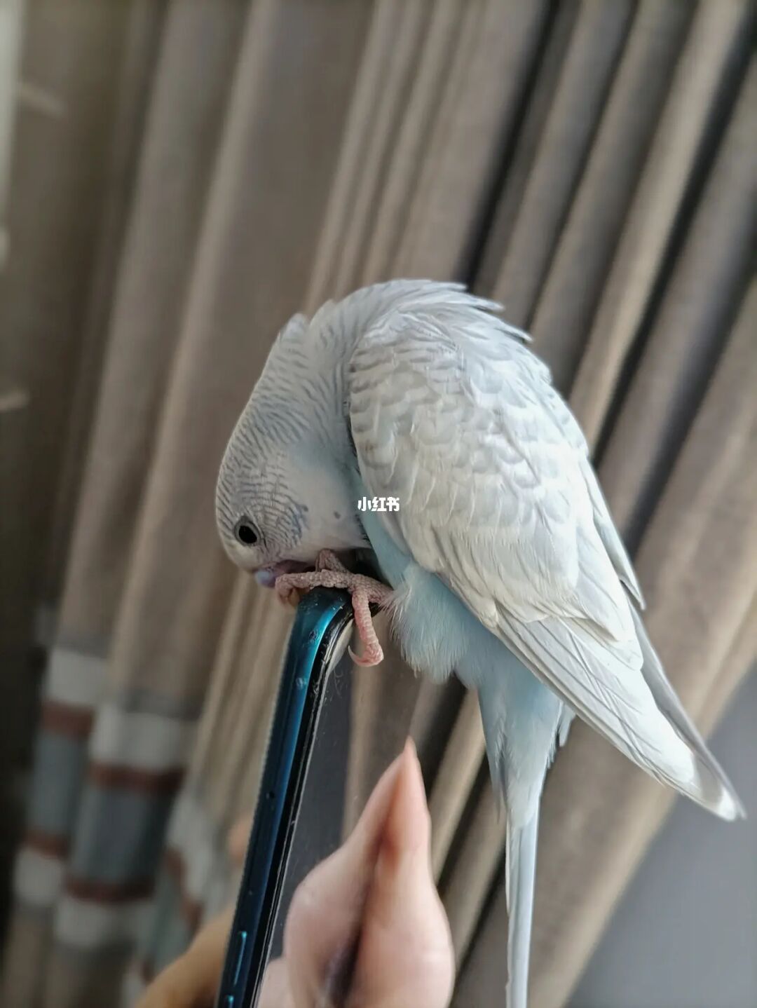 梯子小蓝鸟的简单介绍