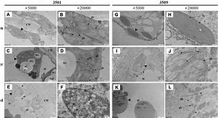 plastoglobuli_plastoglobulin