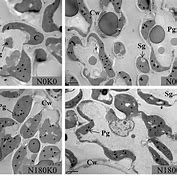 plastoglobuli_plastoglobulin