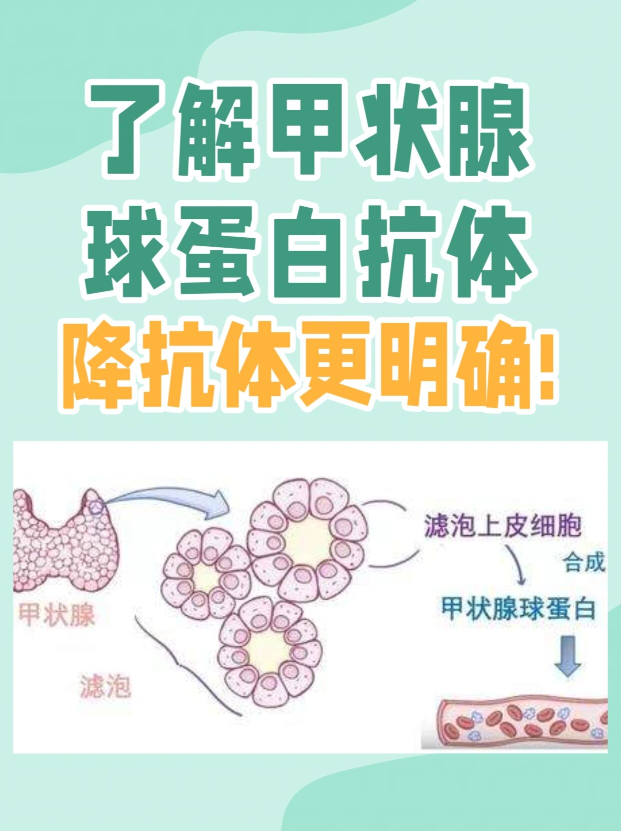 Tpo和TG升高_tpo和TG升高怀孕