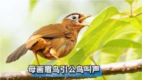 电报母画眉鸟声音_母画眉鸟发电报叫声视频