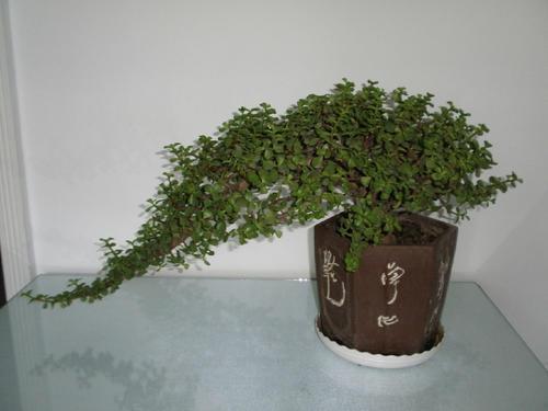 金枝玉叶最娇贵准确一肖香港_金枝玉叶最娇贵,百度好运一点通猜生肖