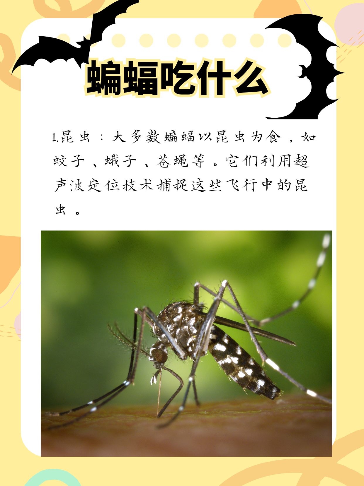 蝙蝠聊天软件官网_蝙蝠聊天软件官方下载
