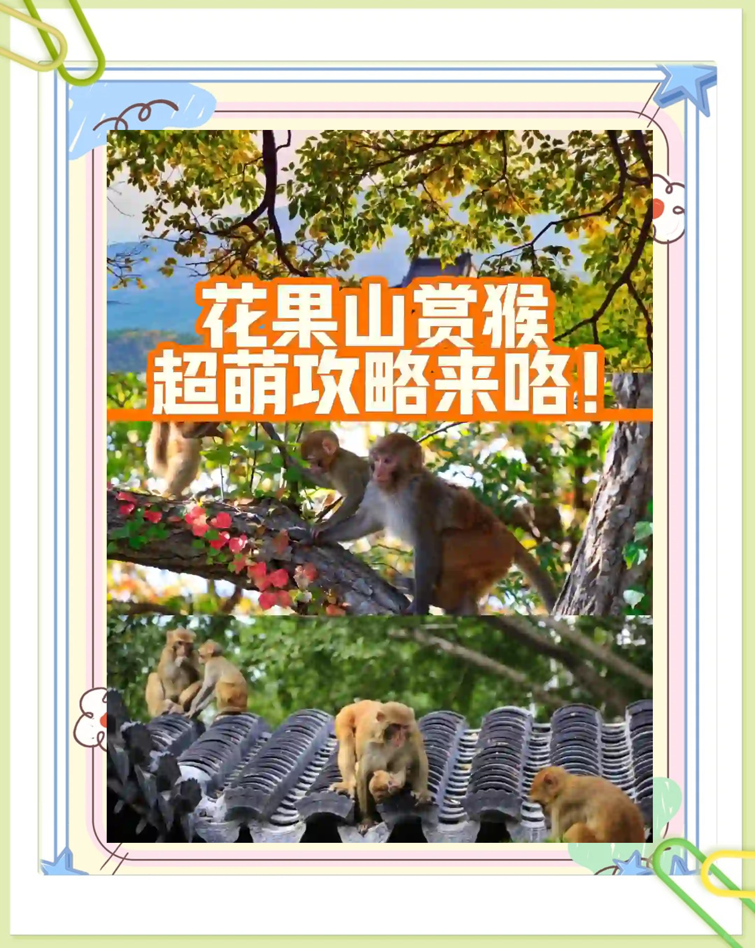 花果山电报猴无消音_猴子骂人原视频无消音