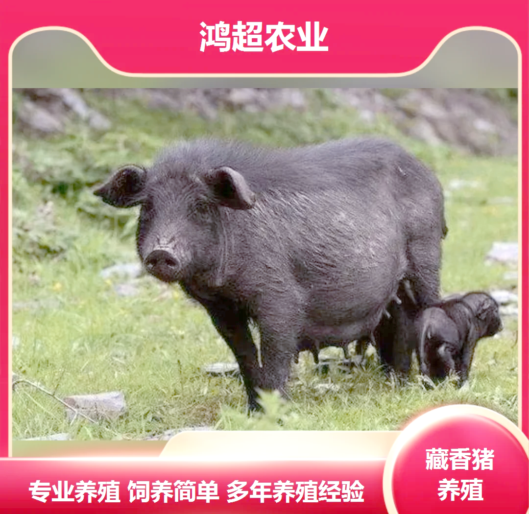 今期六字出玄机三条蛇仔缠大猪_今期六字出玄机三条蛇仔缠大猪打一生肖